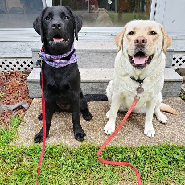 English Labradors VS American Labradors 11 Surprising Differences The Goody Pet