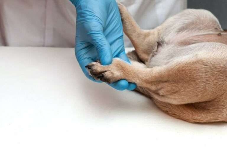 Interdigital Cysts In Dogs Causes, Treatment And Prevention Tips
