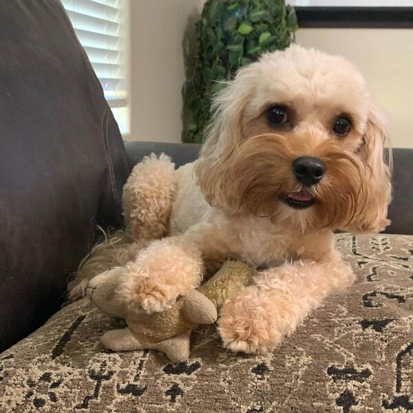 Do Dogs Throw Up When Pregnant? 12 Other Signs Of Pregnancy The Goody Pet