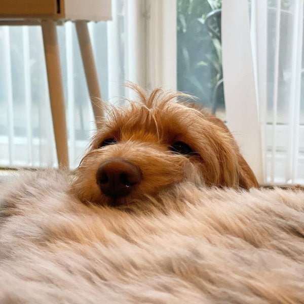 Why Do Dogs Whimper? Here’s What You’ll Need To Know To Understand Them