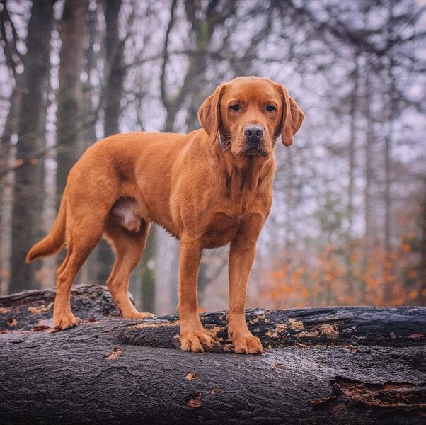 Red Fox Labrador Your Complete Breed Guide The Goody Pet