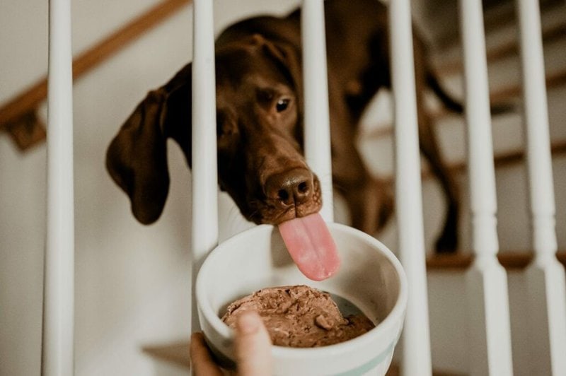 Why Can t Dogs Have Ham Here s Why They Can t The Goody Pet