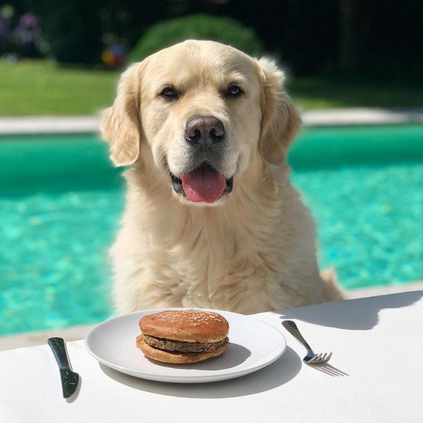 Can Dogs Eat Hamburger Meat Only The Plain Ones Are Safe The Goody Pet