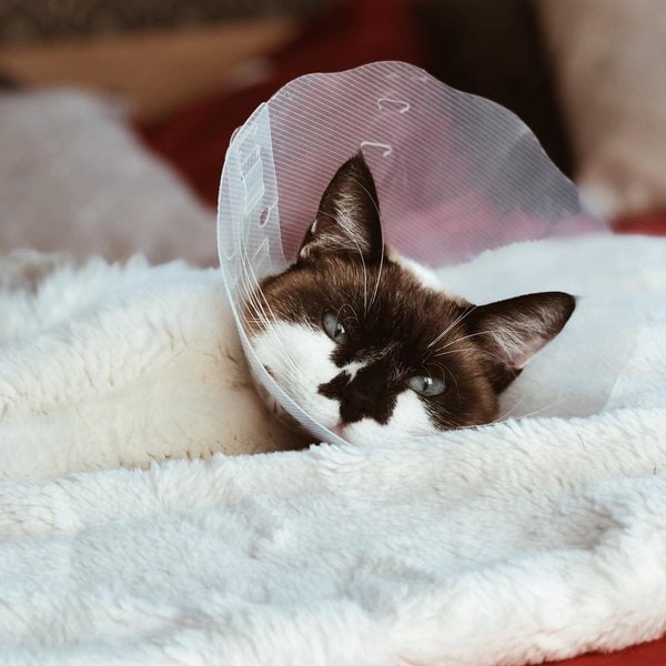 Lifespan Of Cats 101 Ultimate Guide + FAQs The Goody Pet