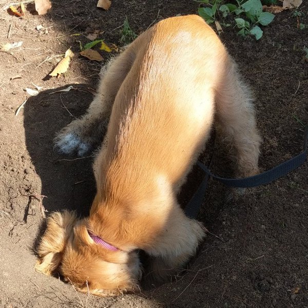 Why Do Dogs Bury Their Food? 5 Surprising Reasons The Goody Pet