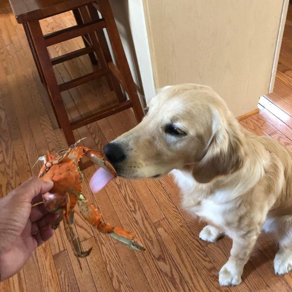 Can Dogs Eat Crab Meat? Benefits, Nutrition And Risks The Goody Pet