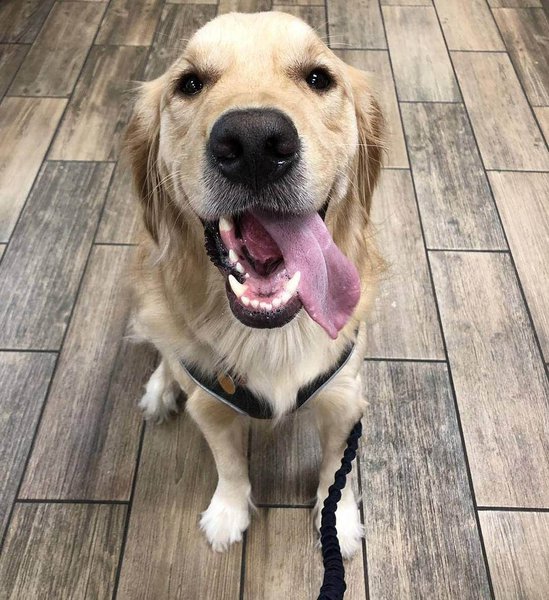 Can Dogs Eat Gingerbread? Here's Why They Can't The Goody Pet