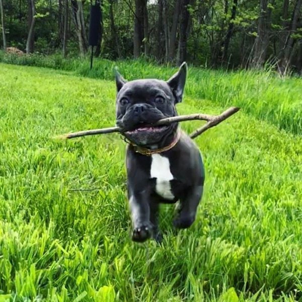 Why Do Dogs Eat Sticks? Insights To Understanding Their Obsession The Goody Pet
