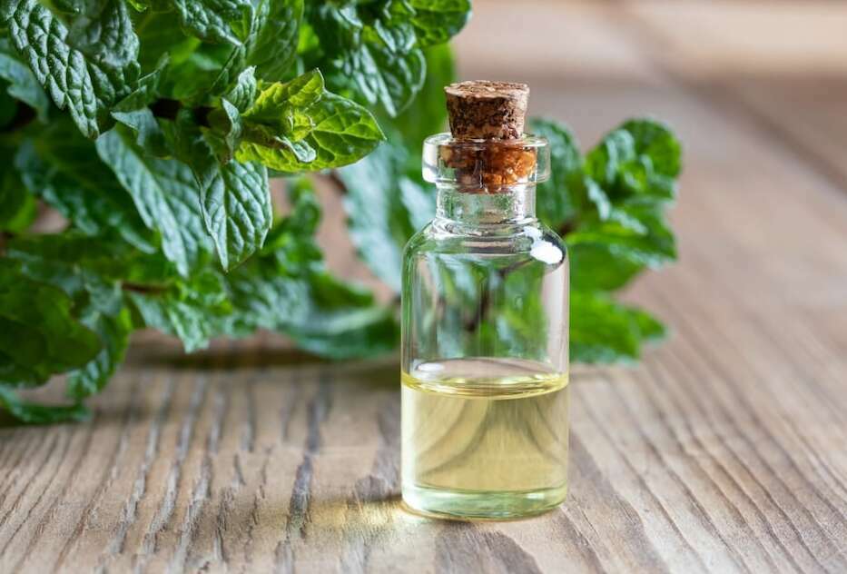 Is Peppermint Oil Safe For Dogs? Is It OK To Diffuse Peppermint Oil