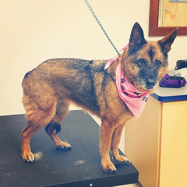 Miniature German Shepherd Your Complete Breed Guide The Goody Pet