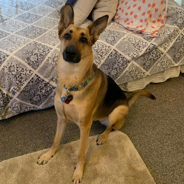 Short Haired German Shepherd Your Complete Breed Guide The Goody Pet