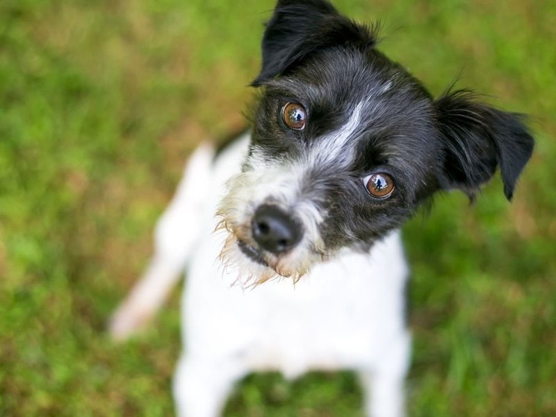 what age are jack russells fully grown