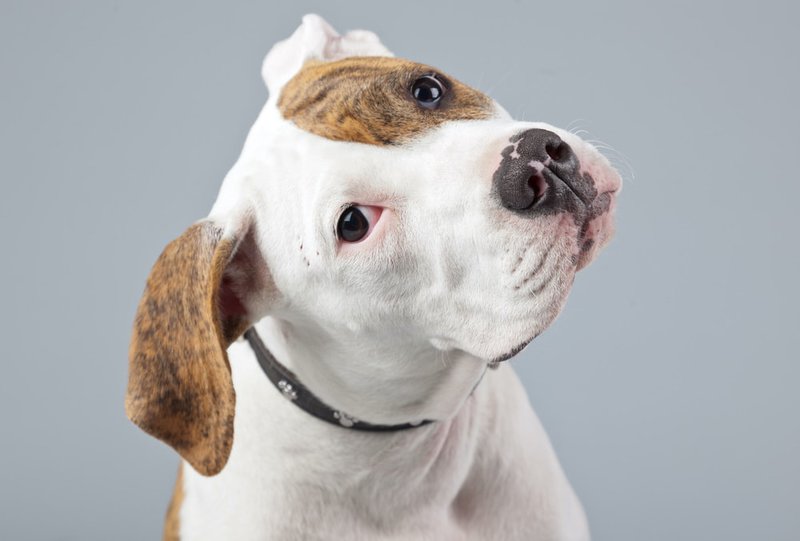 are american bulldogs dangerous pets