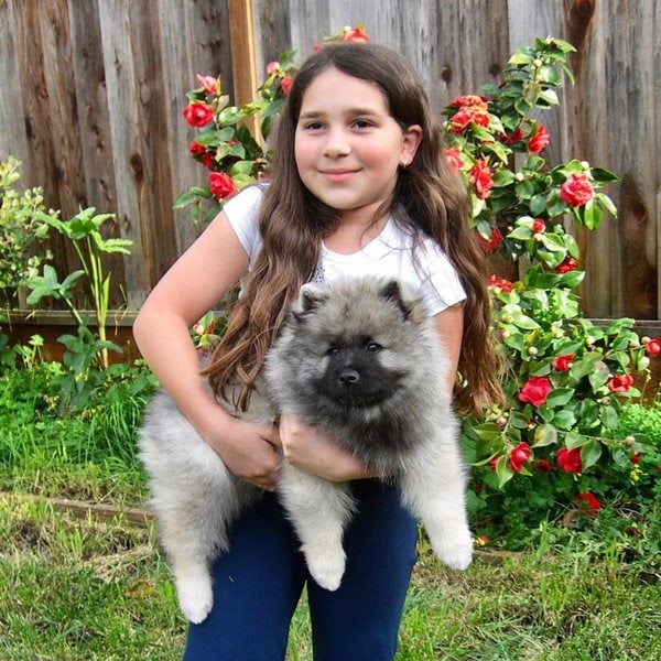 53 Best Companion Dog Breeds That Are Widely Known To Be Man’s Best