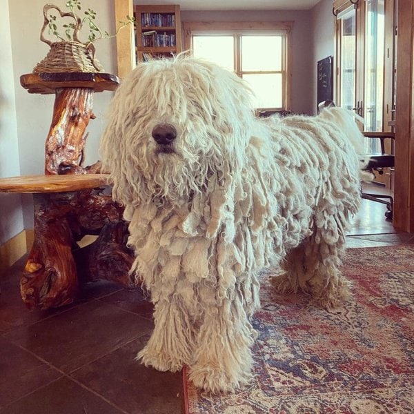 8 Mop Dog Breeds That You Give A Second Look The Goody Pet