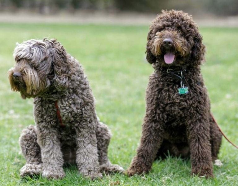 Labradoodle VS Goldendoodle 8 Surprising Differences The Goody Pet
