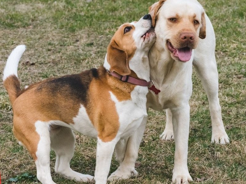 Labrador Beagle Mix Your Complete Beagador Guide The Goody Pet