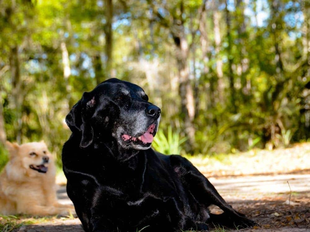 Labrador Hound Mix Your Complete Breed Guide The Goody Pet