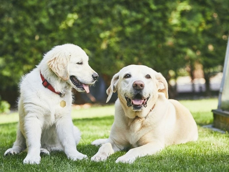 are labradors and golden retrievers the same dog