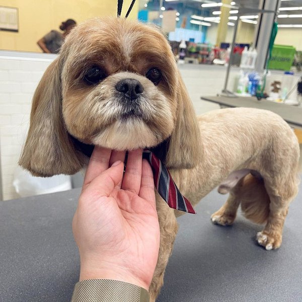 How To Groom A Shih Tzu Tips And Tricks The Goody Pet