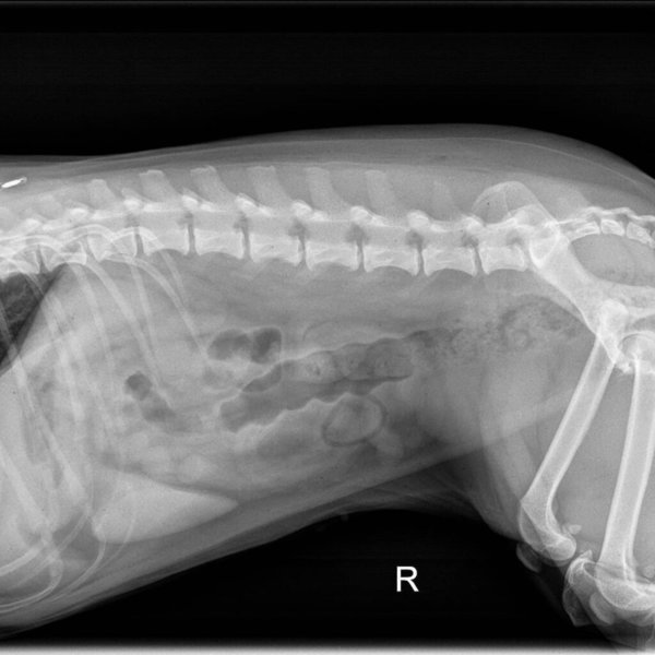 how much does dog xrays cost