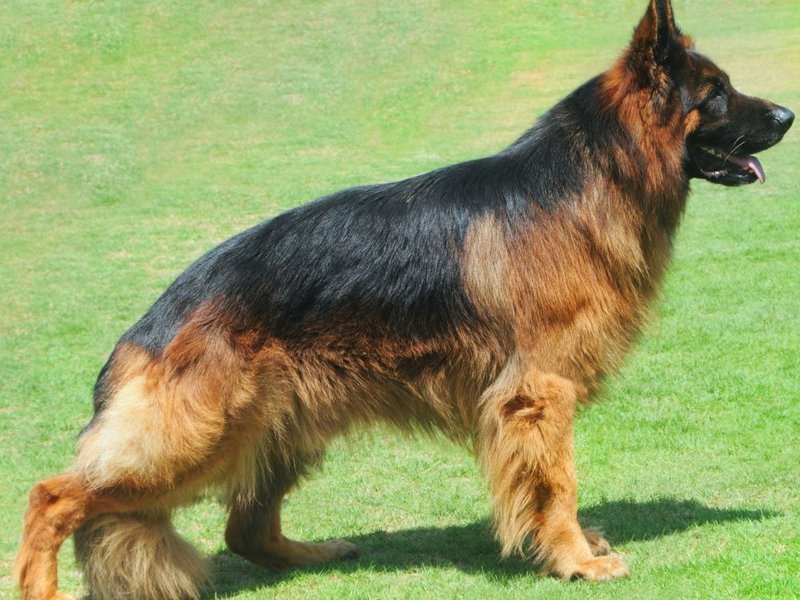 Long Haired German Shepherd - Your Complete Breed Guide - The Goody Pet