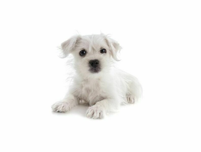 is a maltese a terrier