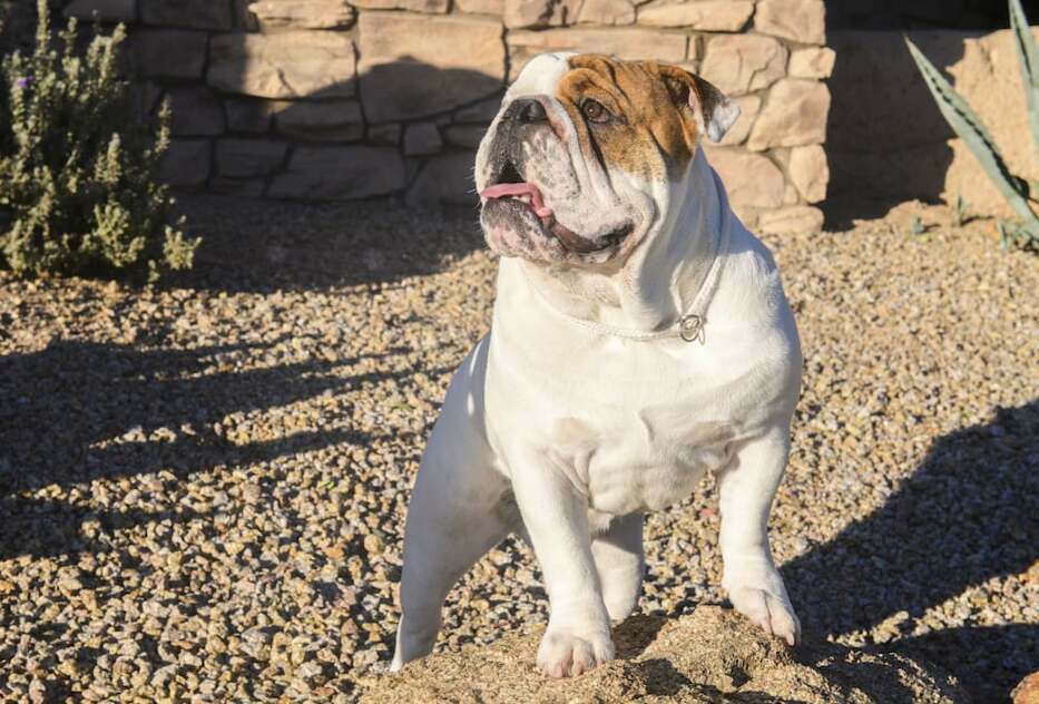 how much do miniature english bulldogs weigh