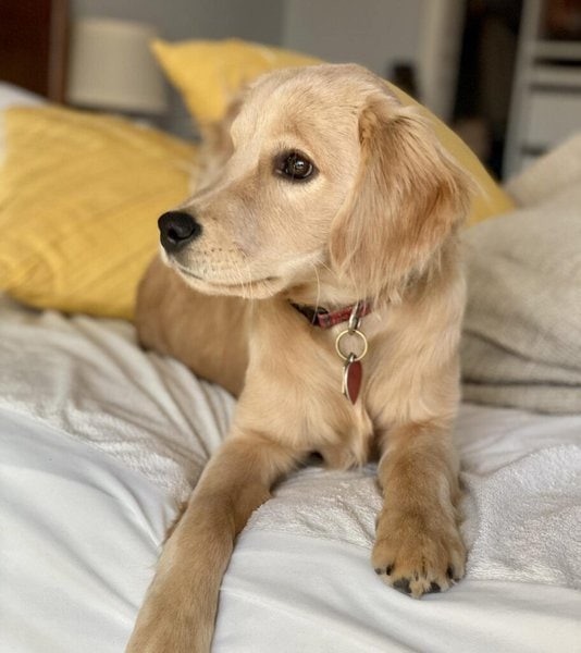 Mini Golden Retriever Your Complete Breed Guide The Goody Pet