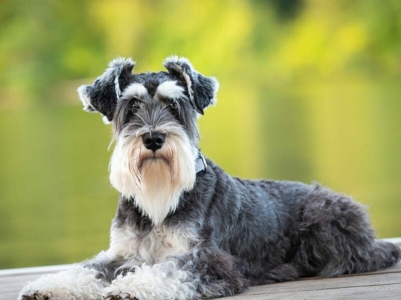 at what age can you breed a miniature schnauzer