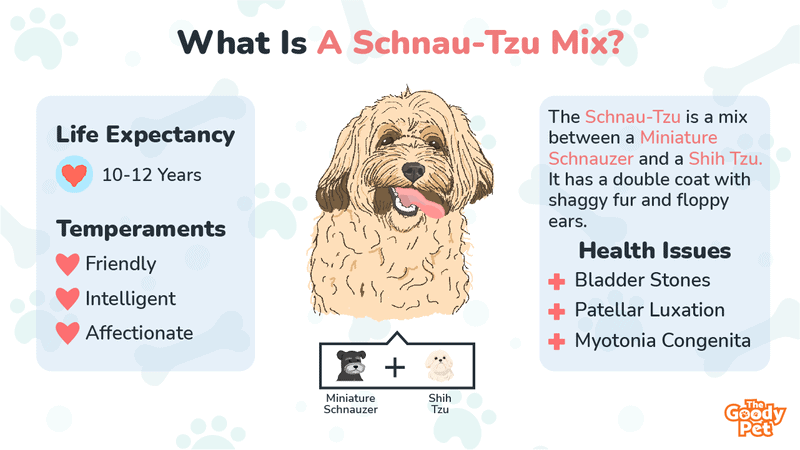 Miniature Schnauzer Shih Tzu - Your Complete Breed Guide To The Schnau- Tzu - The Goody Pet