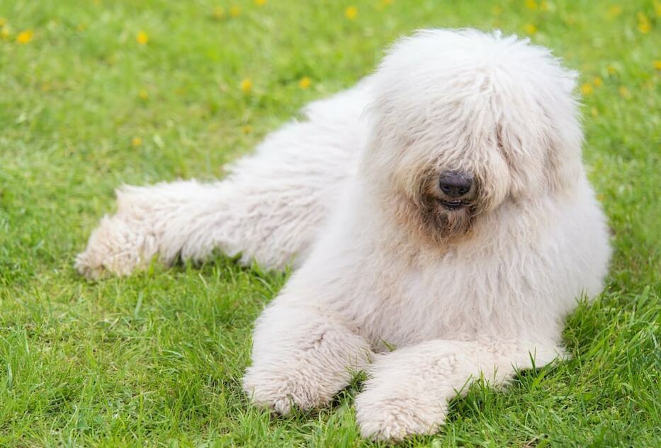 8 Mop Dog Breeds That You Give A Second Look The Goody Pet