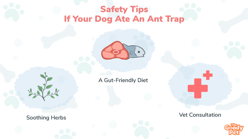 can dogs die from eating ant poison