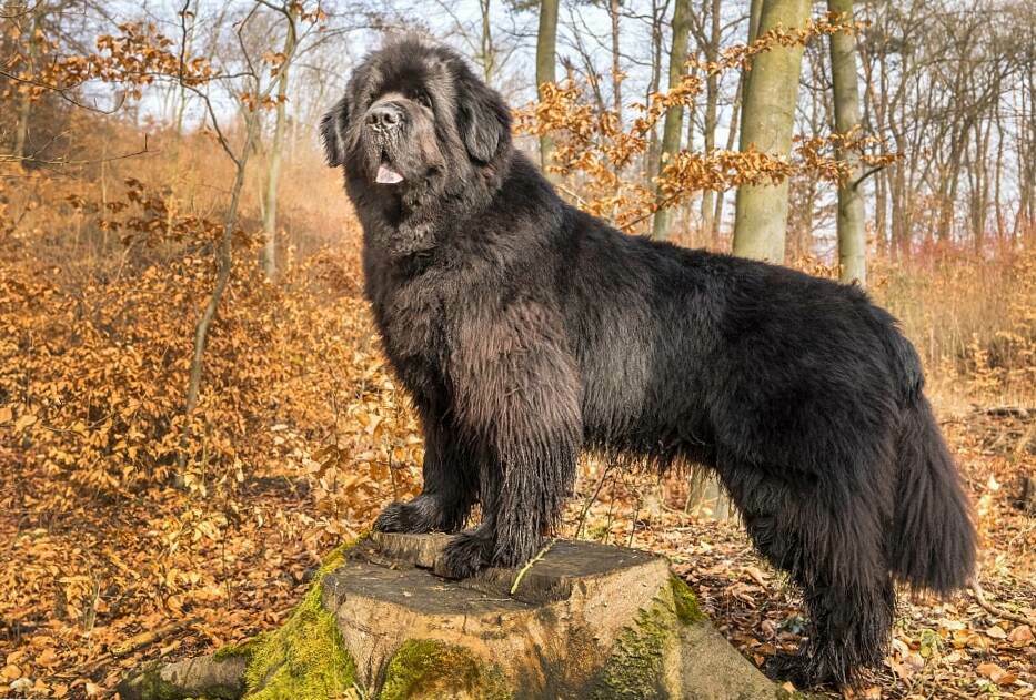 Newfoundland-Dog-2.jpeg