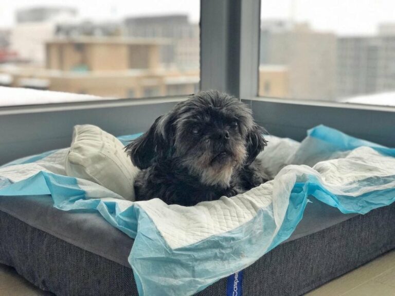 Do Puppies Pee In Their Sleep? Is It Normal? The Goody Pet