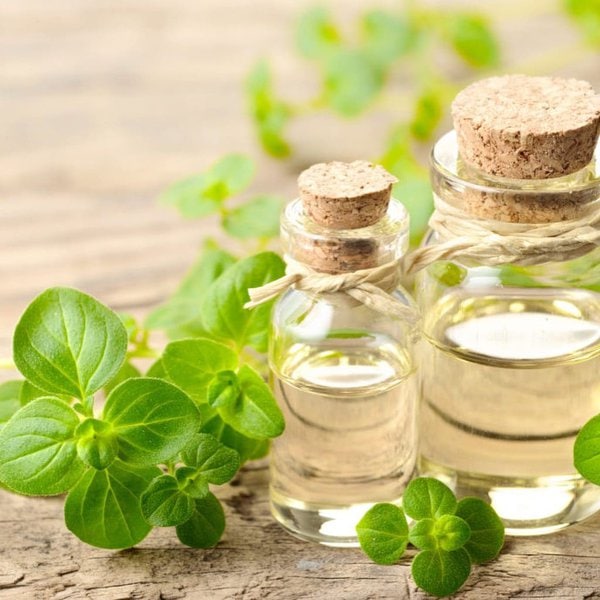 11 Natural Antibiotics For Dogs To Fight Off Infections The Goody Pet