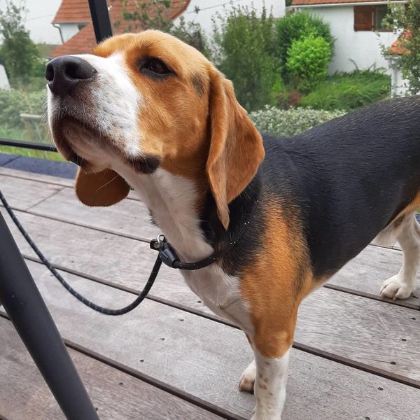 Is Peppermint Oil Safe For Dogs? Is It OK To Diffuse Peppermint Oil Around Dogs? The Goody Pet