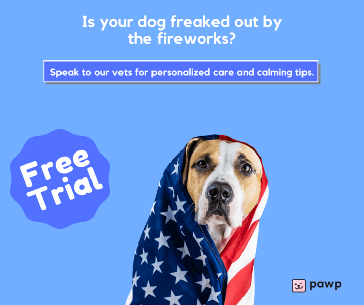 Pawp Pet Insurance Review 2022 (April 2022 Reviews) The Goody Pet