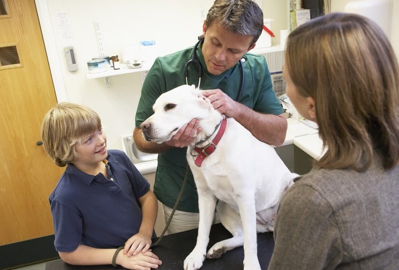 Pet Insurance Alternatives For Dogs 8 Types In Getting Your Money's