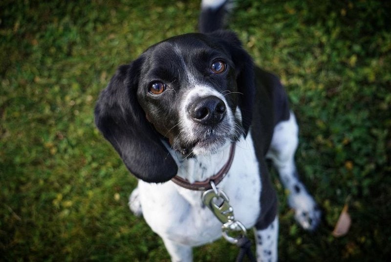 Beagle Cocker Spaniel Mix Your Complete Breed Guide To The Bocker The Goody Pet
