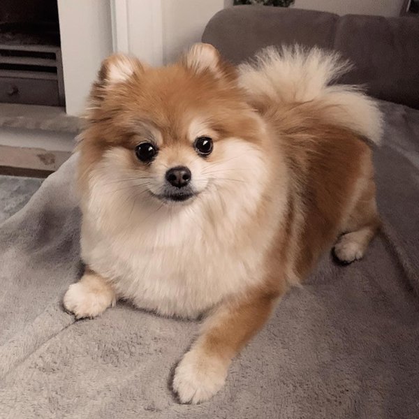 Teddy Bear Pomeranian - Your Complete Breed Guide - The Goody Pet