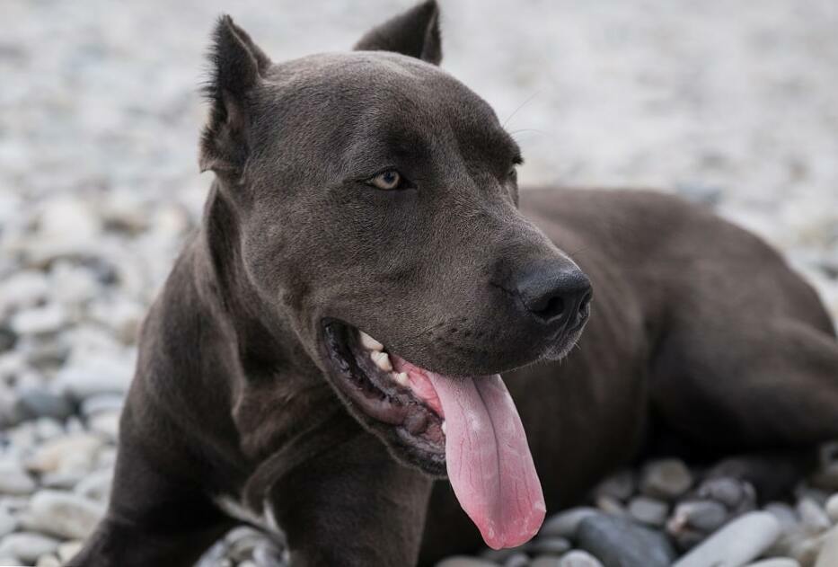 Pitbull Ear Cropping Is It Necessary? And Is It Illegal? The Goody Pet