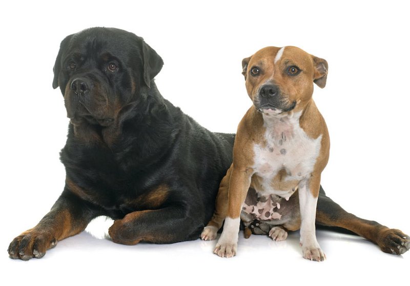 what is more dangerous rottweiler or pitbull