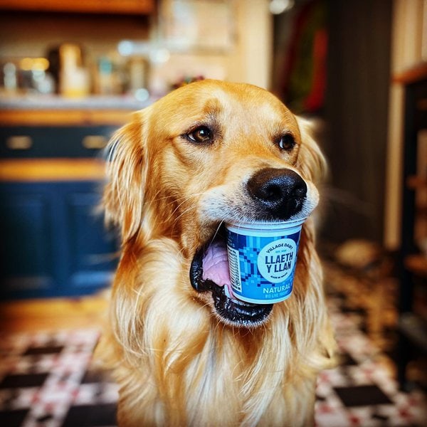What Kind Of Yogurt Can Dogs Eat? 11 Types That Are Safe For Dogs The Goody Pet