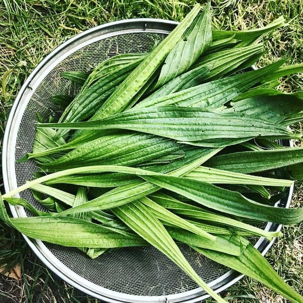 11 Natural Antibiotics For Dogs To Fight Off Infections - The Goody Pet