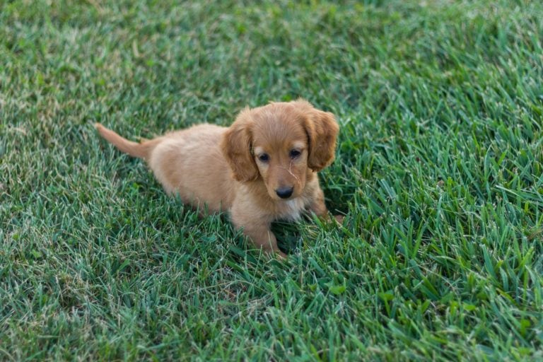 Rustik mave Mentor What Is A Golden Retriever Dachshund (Golden Dox) Mix? - The Goody Pet