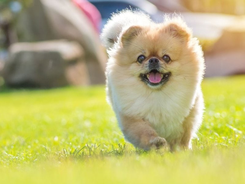 what are pomeranians mixed with