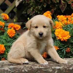 21 Shiba Inu Mixes That You Would Find Adorable - The Goody Pet