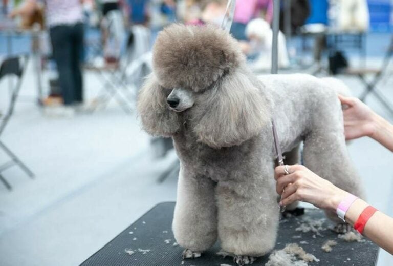 Poodle-Grooming-A-Complete-Guide-To-Properly-Groom-Poodles-2-768x519.jpeg