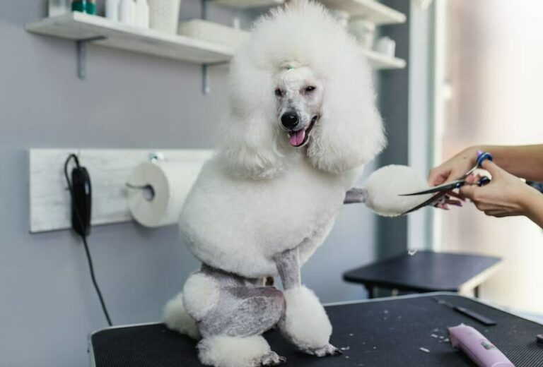 31 Poodle Hairstyles List Of Clips And Cuts The Goody Pet